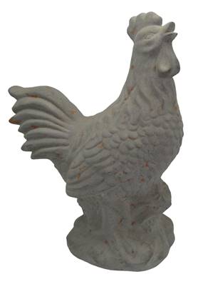 Coq gris pour extérieur H36