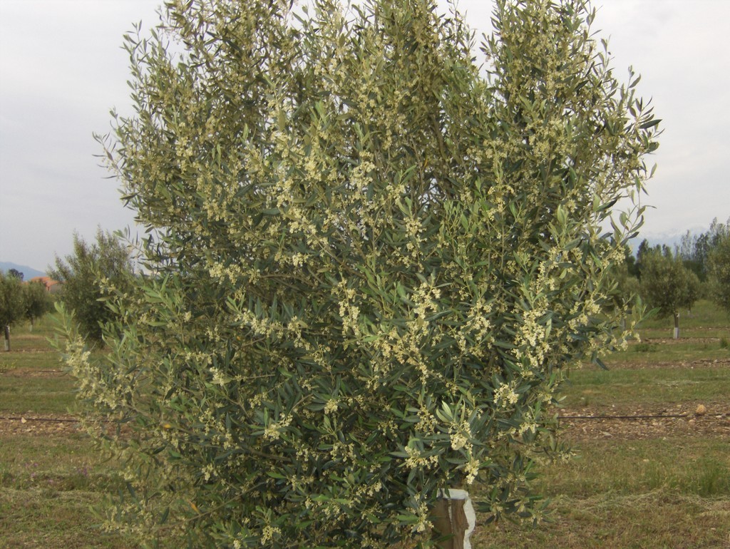 Arbre en floraison