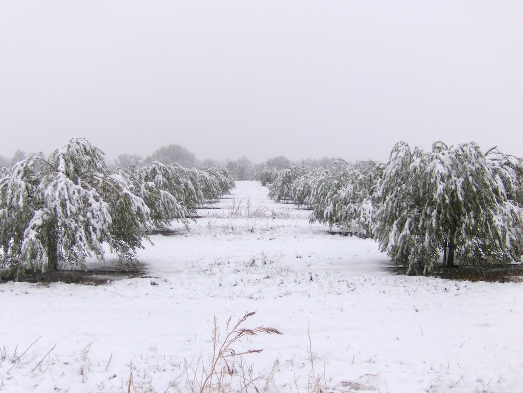 Insolite tempte de neige