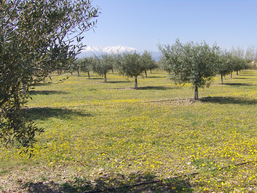 Canigou en arrire plan