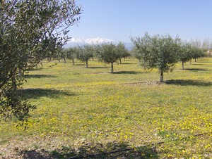 Canigou en arrire plan