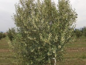 Arbre en floraison