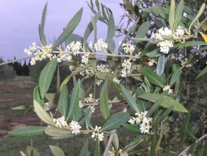 Pleine floraison